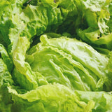 Iceberg, Batavian Lettuce  (Lactuca sativa)