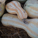 Cushaw Orange Striped Pumpkin (Cucurbita maxima)