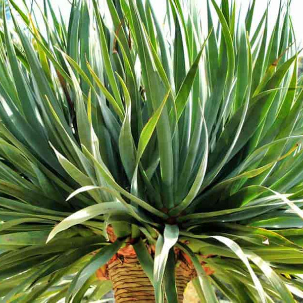 最終値下げ ① 【希少】ドラセナ ドラコ/Dracaena draco※本物 最終値下げ ④【希少】ドラセナ ドラコ/Dracaena draco※本物