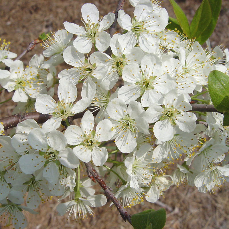 Prunus maritima (Beach Plum)