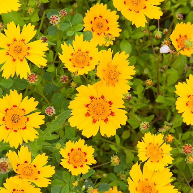 COREOPSIS nuecensis (Crown Tickseed)