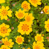 COREOPSIS nuecensis (Crown Tickseed)