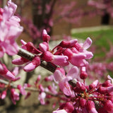 Cercis canadensis (Eastern Red Bud, Redbud) Northern Zones 4-7