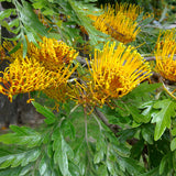 Grevillea robusta (Silk Oak, Southern Silky Oak, Australian Silver Oak)