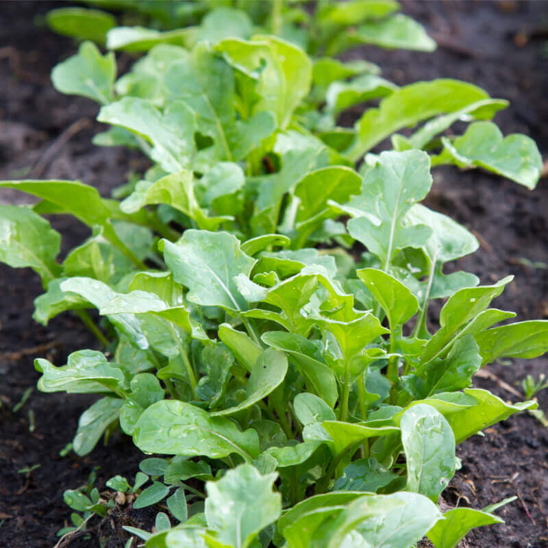 Arugula  (Eruca sativa)