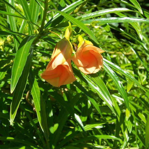 Thevetia nereifolia (Yellow Oleander Thevetia peruviana) – MySeedsCo