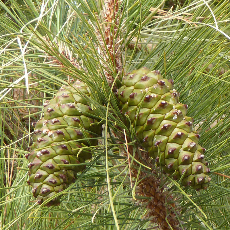 Pinus canariensis (Canary Island Pine, Canary Pine)