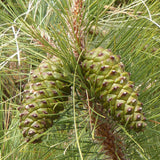 Pinus canariensis (Canary Island Pine, Canary Pine)
