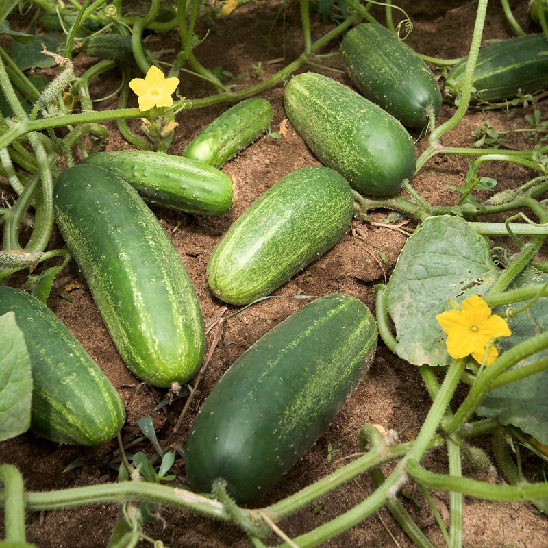 Carolina Hybrid Cucumber, Hybrid  (Cucumis sativus)