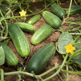 Carolina Hybrid Cucumber, Hybrid  (Cucumis sativus)