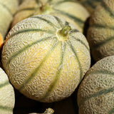 Hearts of Gold Melon (Cucumis melo)