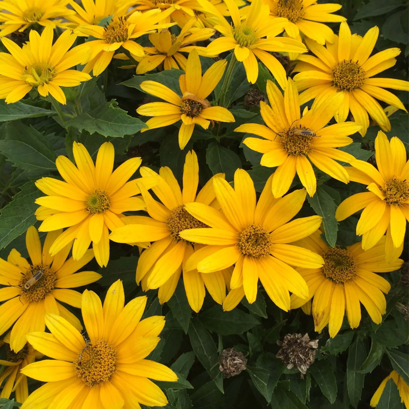 HELIOPSIS helianthoides (Ox-Eye Sunflower)