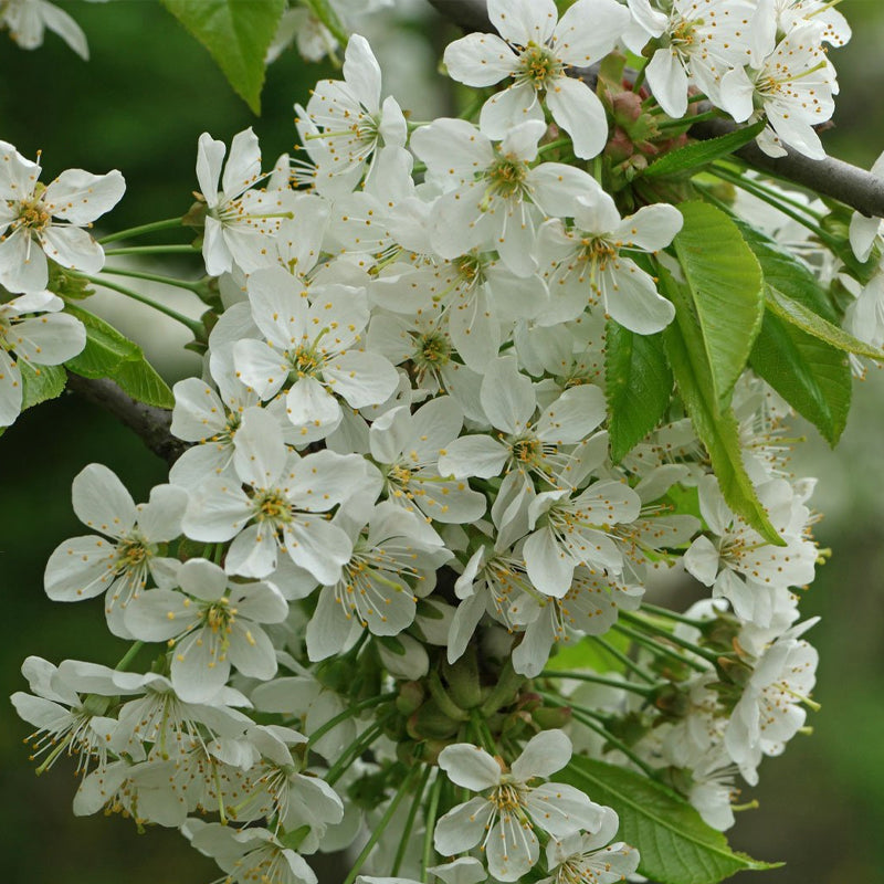 Prunus avium 'CVI' (Sweet Cherry, Wild Cherry, Gean, Certified Virus Indexed Mazzard Cherry)