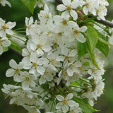Prunus avium 'CVI' (Sweet Cherry, Wild Cherry, Gean, Certified Virus Indexed Mazzard Cherry)