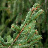 Picea abies Lake States (Lake States Norway Spruce, Norway Spruce)