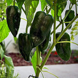 Ancho Pepper, HOT (Capsicum annuum)