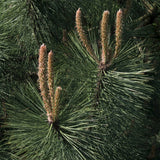 Pinus durangensis (Durango Pine)