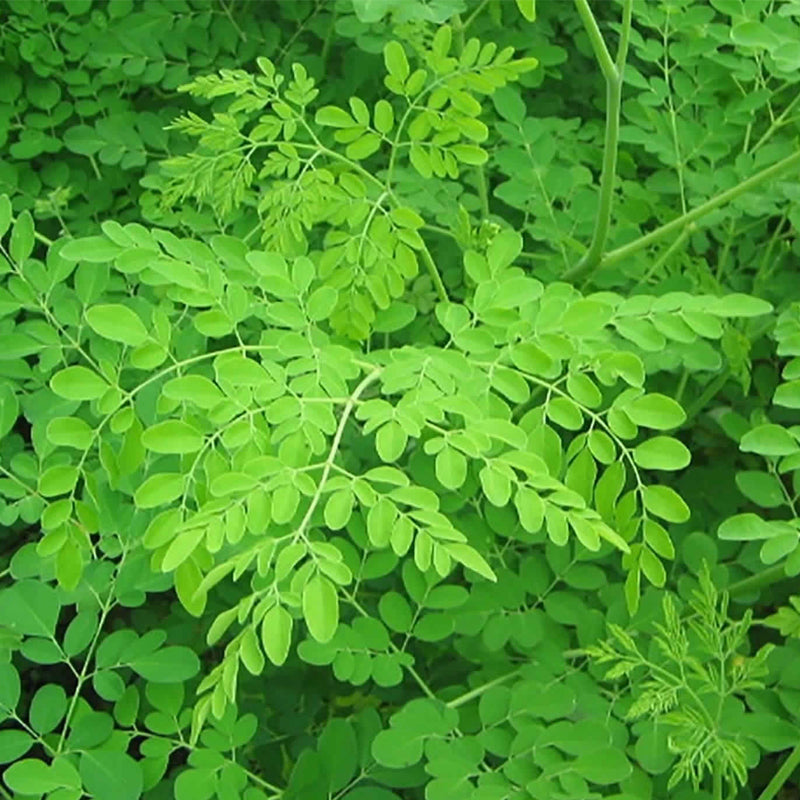 Moringa oleifera (Benzoil Tree, Ben Oil Tree, Drumstick Tree)