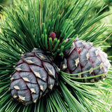 Pinus cembra (Arolla Pine, Cembran Pine, Swiss Stone Pine)