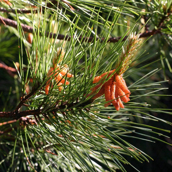 Longleaf Pine Needles One 2 Ounce Bundle 