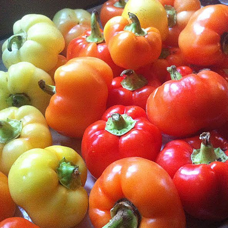 Alma Paprika Pepper, HOT (Capsicum annuum)