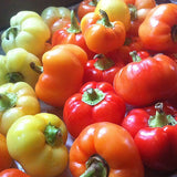 Alma Paprika Pepper, HOT (Capsicum annuum)