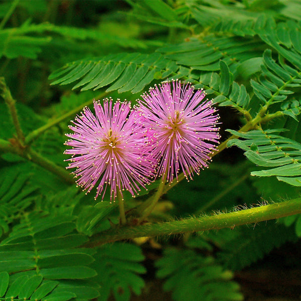 eden brothers mimosa seeds sensitive plant Mimosa pudica (Sensitive Plant) – MySeedsCo