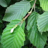 Alnus incana (European Speckled Alder, Gray Alder, Grey Alder, Hoary Alder, Mountain Alder, Speckled Alder)