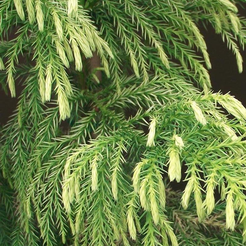 Cryptomeria japonica (Japanese Cedar, Peacock Pine, Sugi, Goddess of Mercy Cedar)