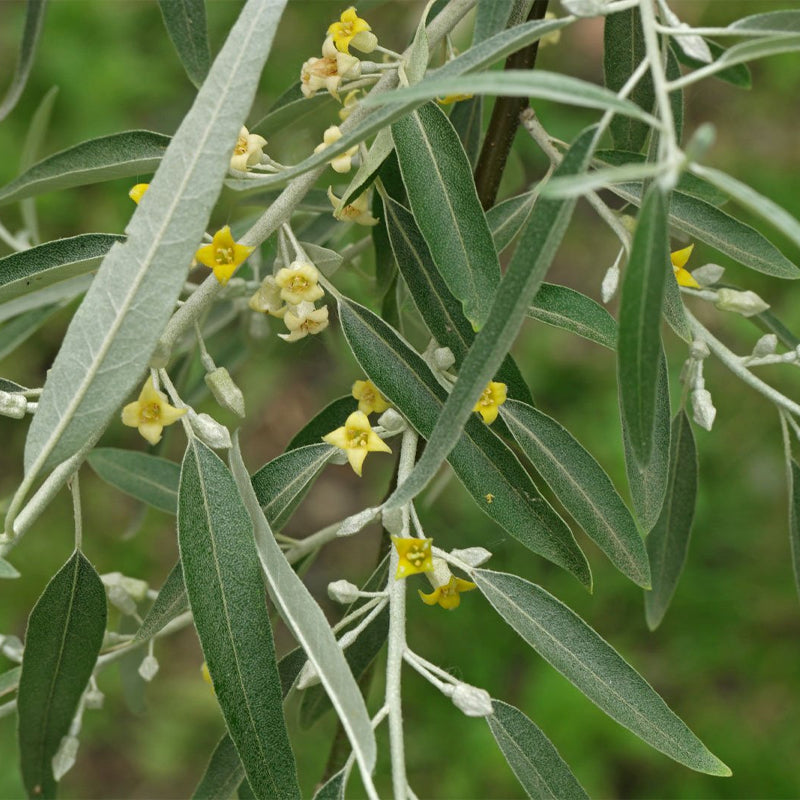 Elaeagnus angustifolia (Russian Olive, Russian Silverberry, Oleaster)