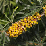 Hippophae rhamnoides (Sea Buckthorn, Seaberry)