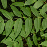 Juglans major (Arizona Walnut)