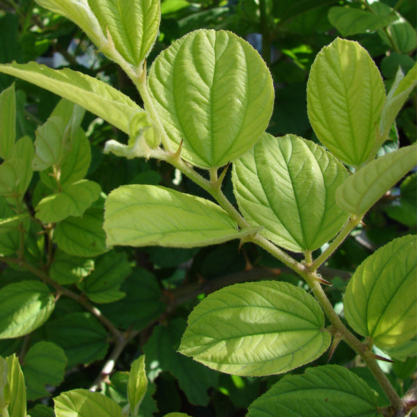 Ziziphus mauritiana (Indian Jujube) – MySeedsCo