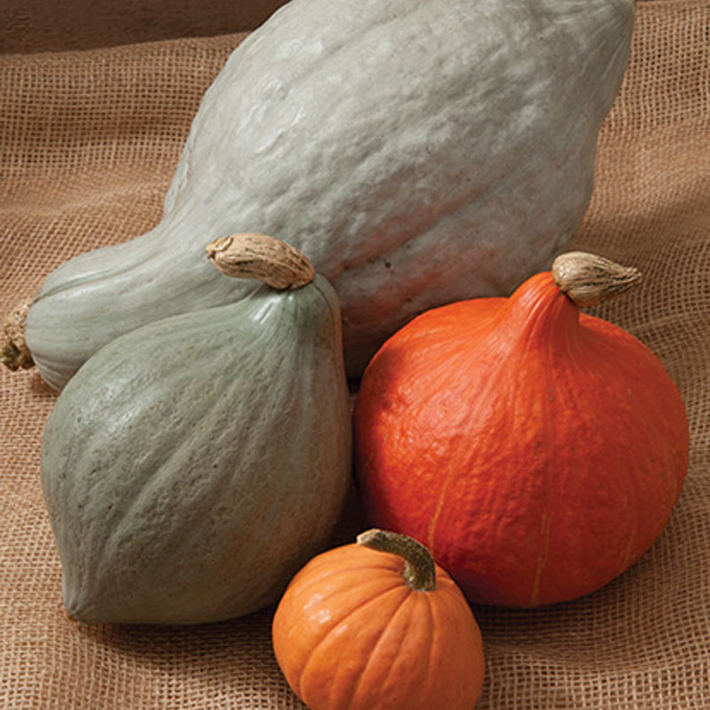 Hubbard Blend Squash, Winter (Cucurbita maxima)