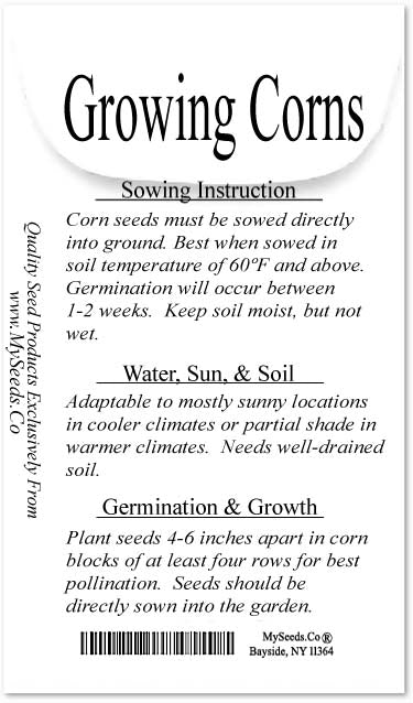 Indian Corn - Oldest varieties of Heirloom Corns (Zea mays)