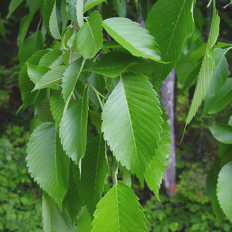 Ulmus americana (American Elm, White Elm, Gray Elm, Swan Elm)