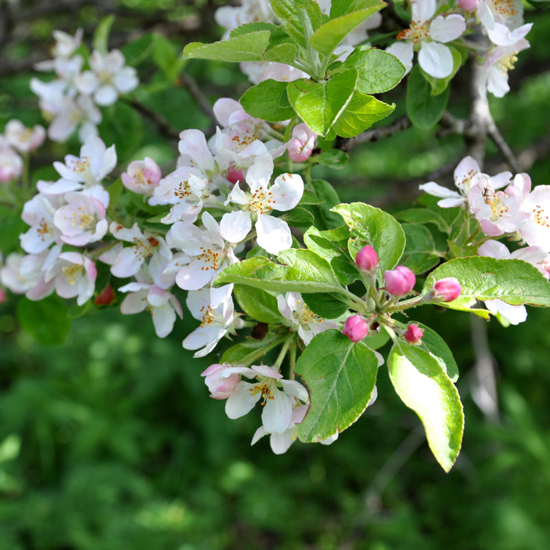 Malus sylvestris (French Crabapple)