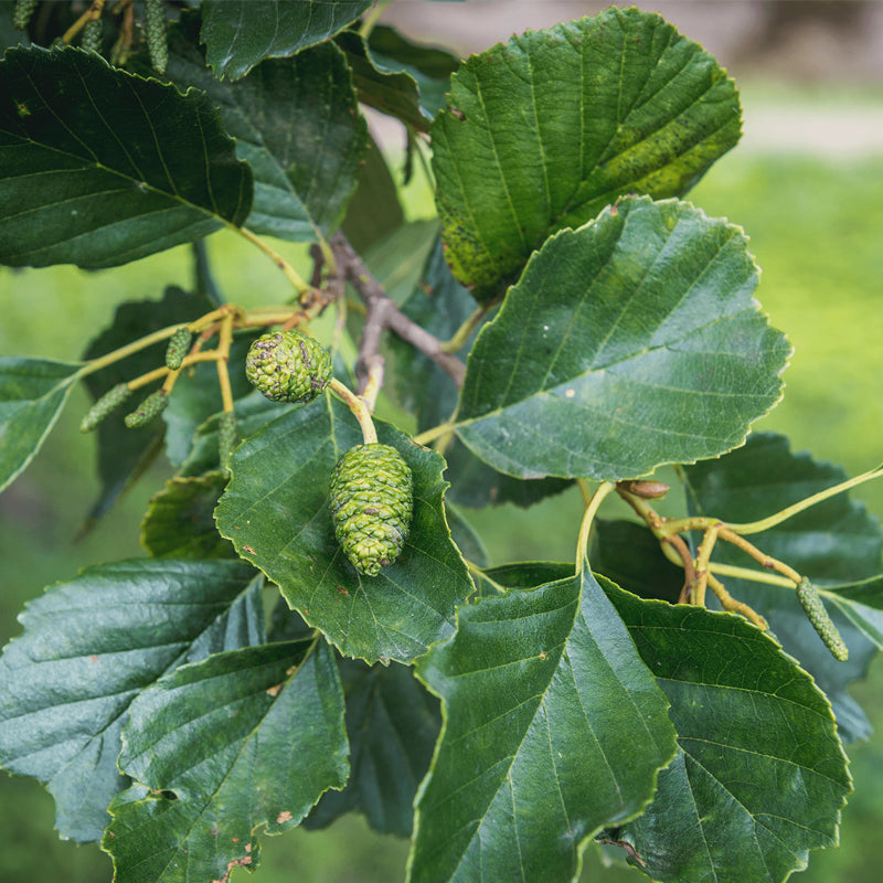 Alnus glutinosa (European Alder, Black Alder)