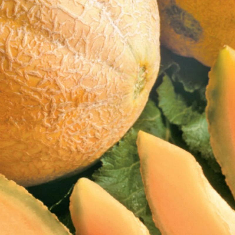 Honey Rock Melon (Cucumis melo)