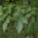 Dalbergia sissoo (North Indian Rose wood)