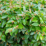 Cotoneaster lucidus (Shiny Cotoneaster)