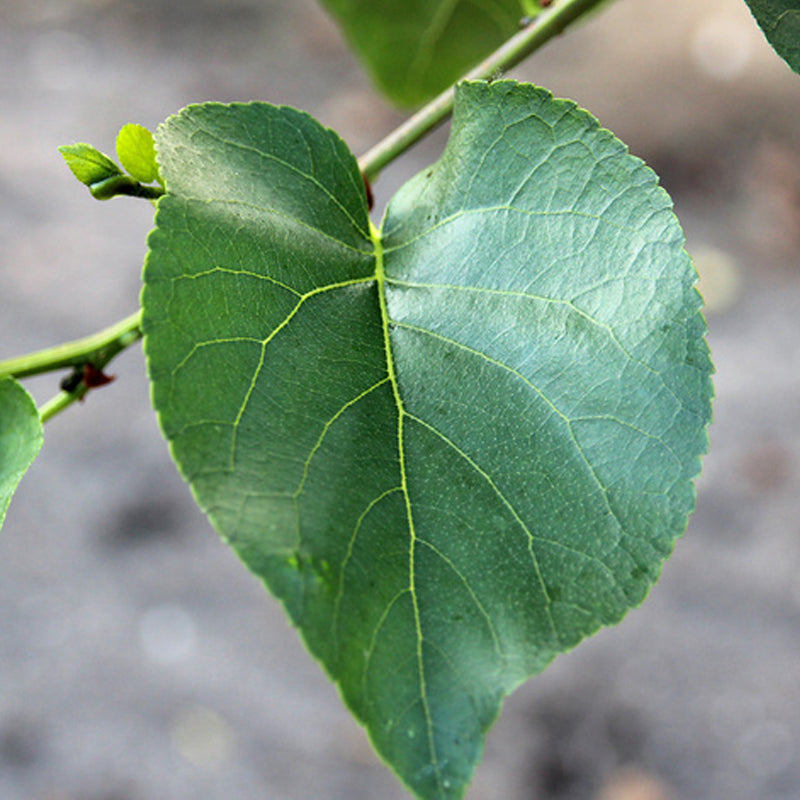 Alnus cordata (Italian Alder)