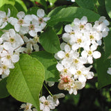 Prunus padus (European Bird Cherry)