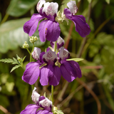 Collinsia heterophylla (Chinese Houses)