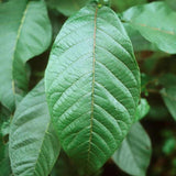 Alnus nepalensis (Nepal Alder)