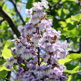 Paulownia elongata (Empress Tree)