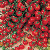 Sweet Million F1 Hybrid Tomato, Cherry Tomato (Lycopersicon esculentum) Brix rating 7.1