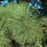 Pinus coulteri (Coulter Pine, Coulter's Pine, Big Cone Pine)