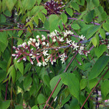 Gymnocladus dioicus (Kentucky Coffee Tree)
