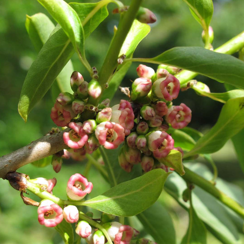 Diospyros lotus (Date Plum Persimmon, Caucasian Persimmon)